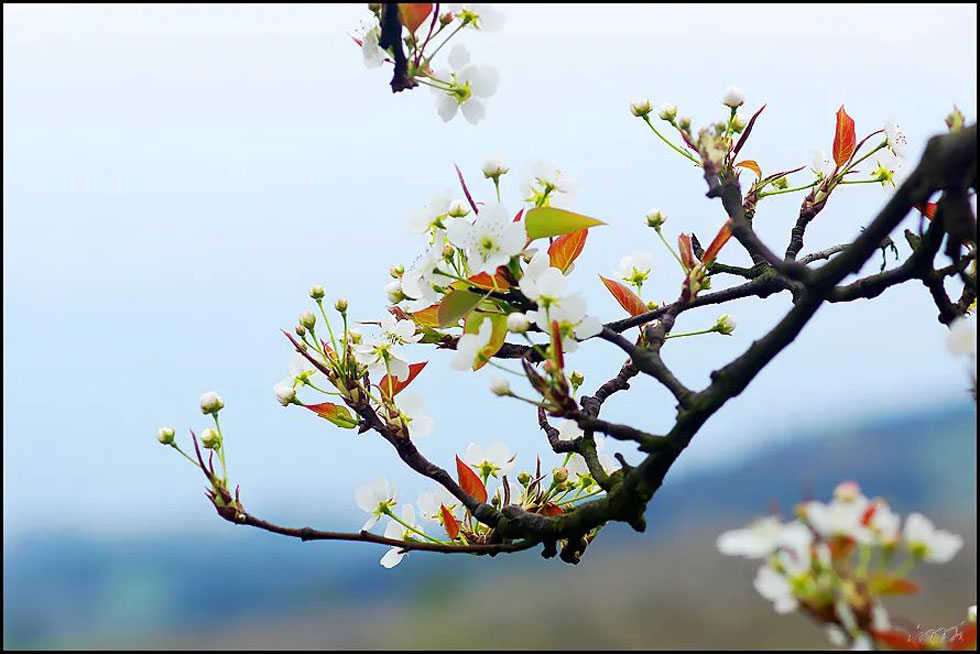 【春天,广西桂林灌阳县向您发出邀请!】我们在灌阳看梨花 - 游山玩水 - 鄢陵生活社区 - 鄢陵28生活网 yanling.28life.com
