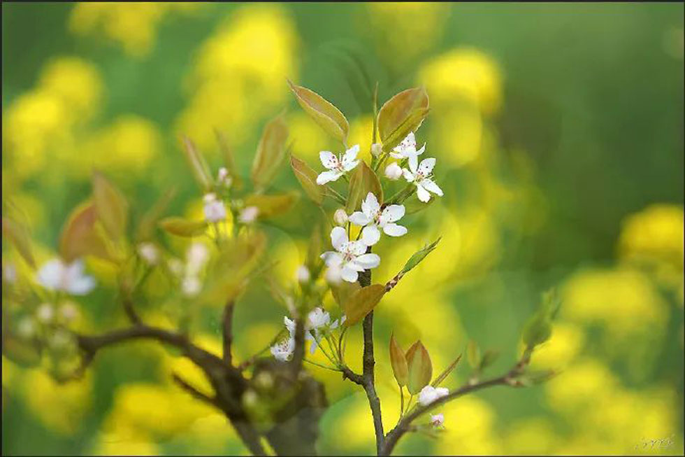【春天,广西桂林灌阳县向您发出邀请!】我们在灌阳看梨花 - 游山玩水 - 鄢陵生活社区 - 鄢陵28生活网 yanling.28life.com