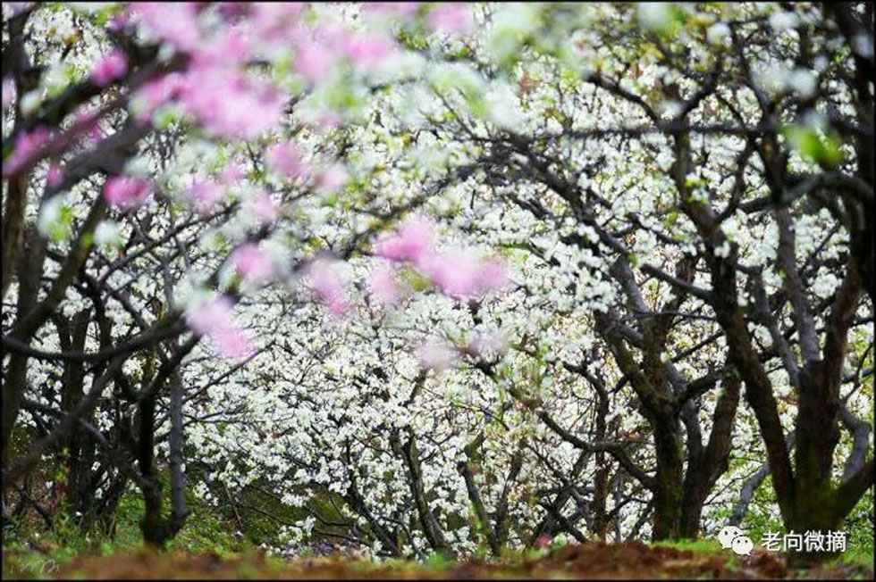 【春天,广西桂林灌阳县向您发出邀请!】我们在灌阳看梨花 - 游山玩水 - 鄢陵生活社区 - 鄢陵28生活网 yanling.28life.com
