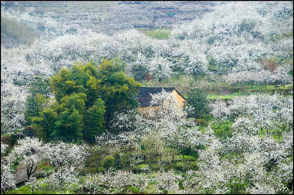 【春天,广西桂林灌阳县向您发出邀请!】我们在灌阳看梨花 - 游山玩水 - 鄢陵生活社区 - 鄢陵28生活网 yanling.28life.com