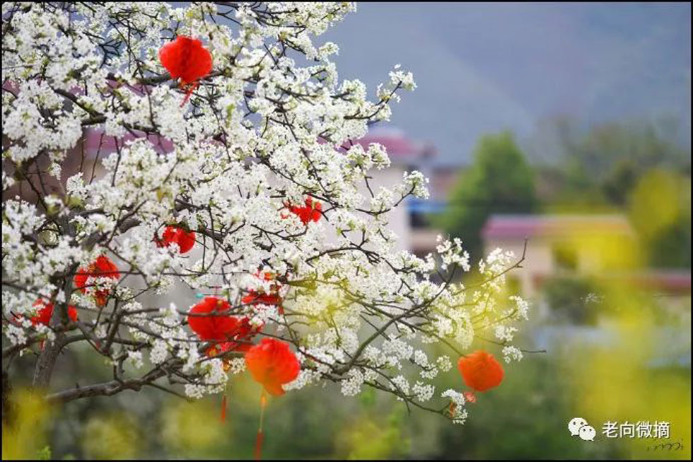 【春天,广西桂林灌阳县向您发出邀请!】我们在灌阳看梨花 - 游山玩水 - 鄢陵生活社区 - 鄢陵28生活网 yanling.28life.com