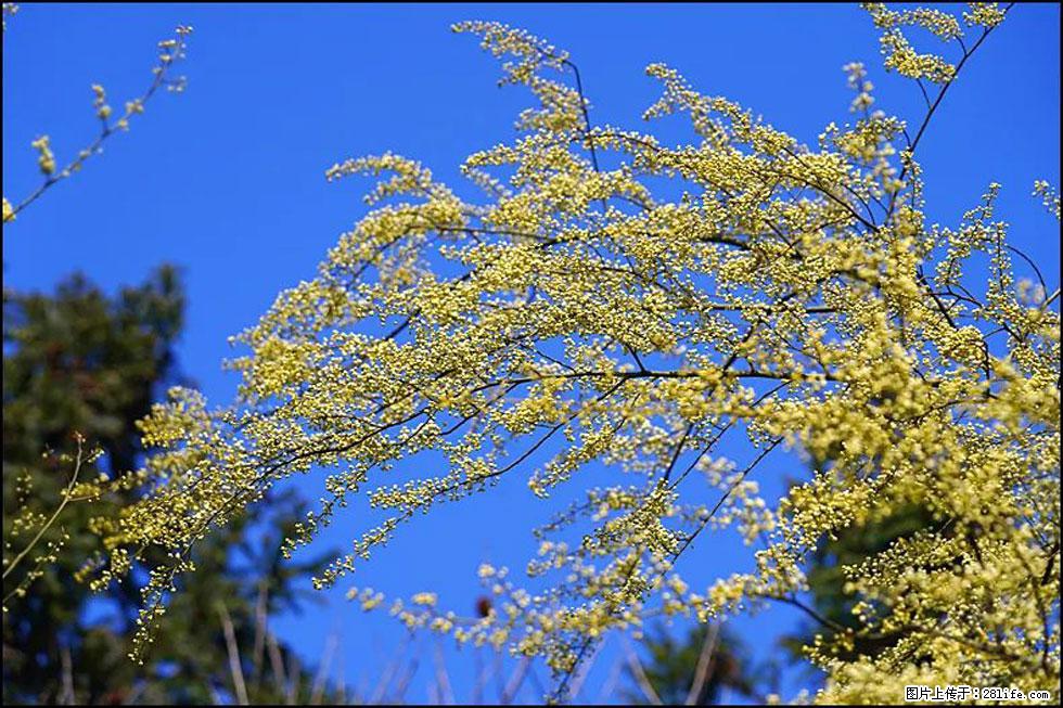 【春天，广西桂林灌阳县向您发出邀请！】米珠山前有片山苍子花在飘香 - 游山玩水 - 鄢陵生活社区 - 鄢陵28生活网 yanling.28life.com