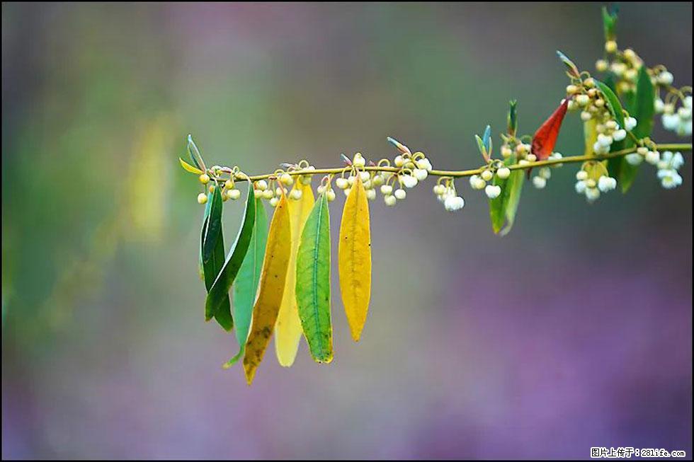 【春天，广西桂林灌阳县向您发出邀请！】米珠山前有片山苍子花在飘香 - 游山玩水 - 鄢陵生活社区 - 鄢陵28生活网 yanling.28life.com