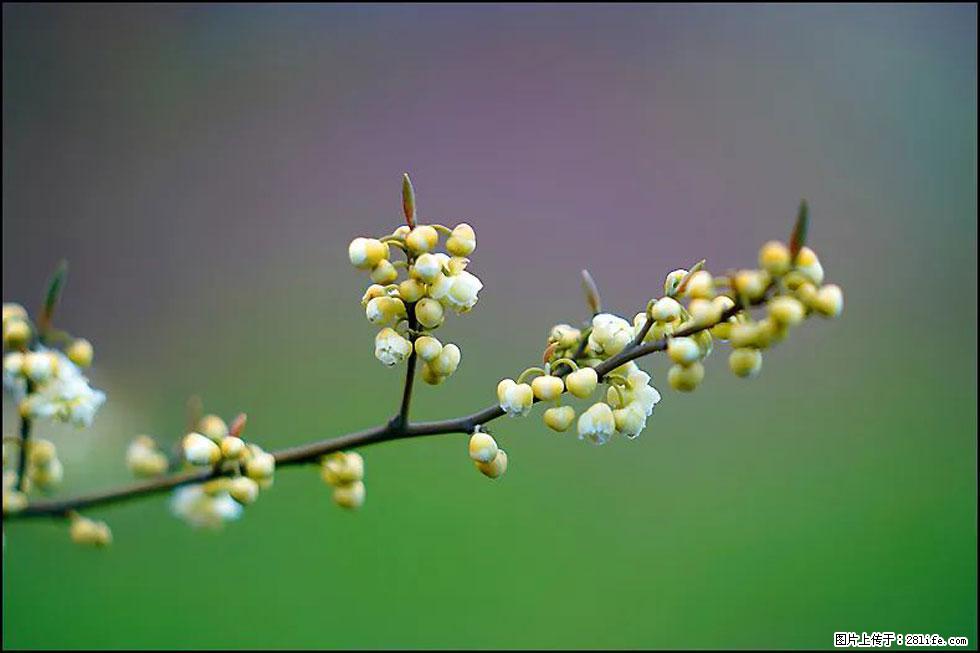 【春天，广西桂林灌阳县向您发出邀请！】米珠山前有片山苍子花在飘香 - 游山玩水 - 鄢陵生活社区 - 鄢陵28生活网 yanling.28life.com