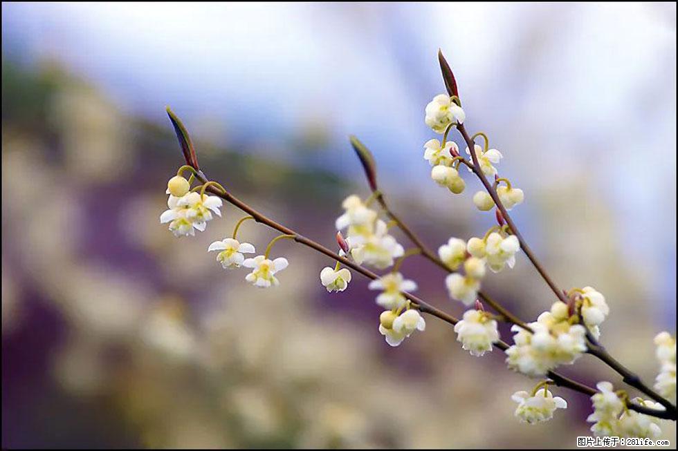 【春天，广西桂林灌阳县向您发出邀请！】米珠山前有片山苍子花在飘香 - 游山玩水 - 鄢陵生活社区 - 鄢陵28生活网 yanling.28life.com