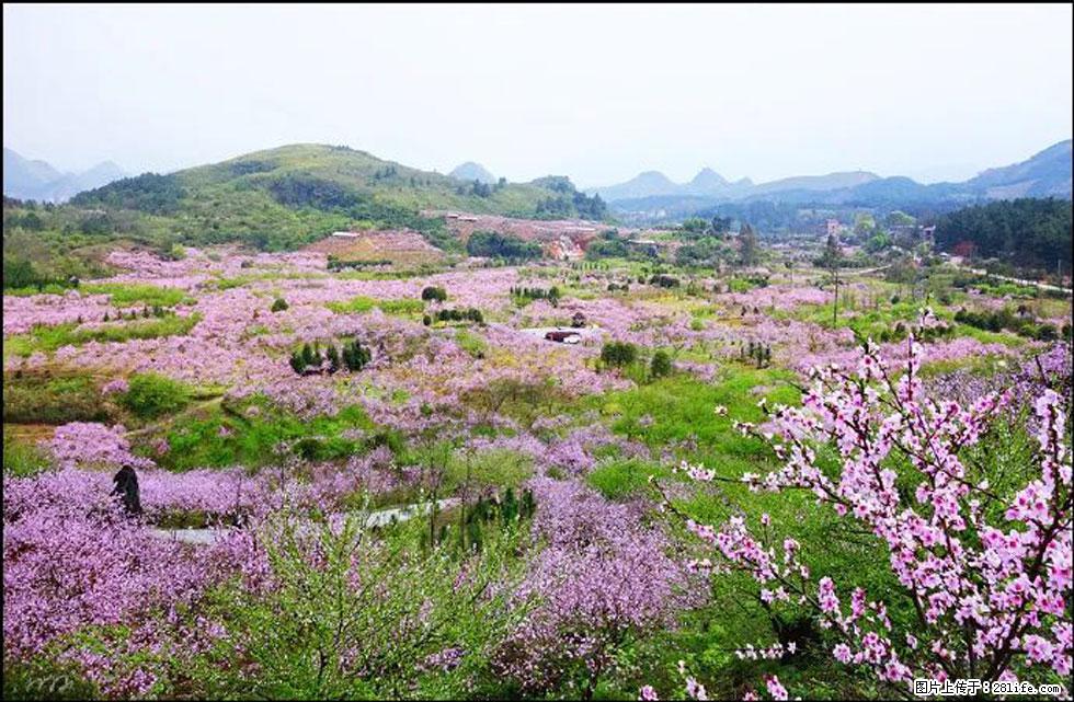 【春天，广西桂林灌阳县向您发出邀请！】官庄村有个醉美的桃花园 - 游山玩水 - 鄢陵生活社区 - 鄢陵28生活网 yanling.28life.com