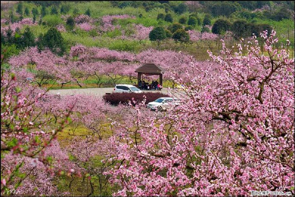 【春天，广西桂林灌阳县向您发出邀请！】官庄村有个醉美的桃花园 - 游山玩水 - 鄢陵生活社区 - 鄢陵28生活网 yanling.28life.com