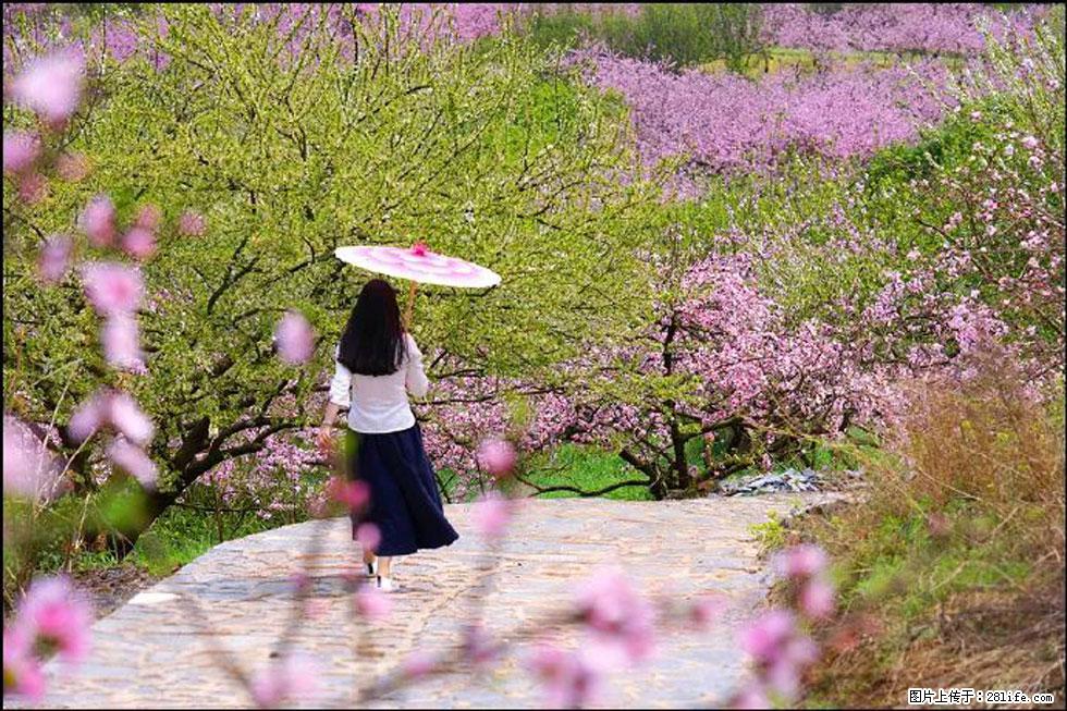 【春天，广西桂林灌阳县向您发出邀请！】官庄村有个醉美的桃花园 - 游山玩水 - 鄢陵生活社区 - 鄢陵28生活网 yanling.28life.com