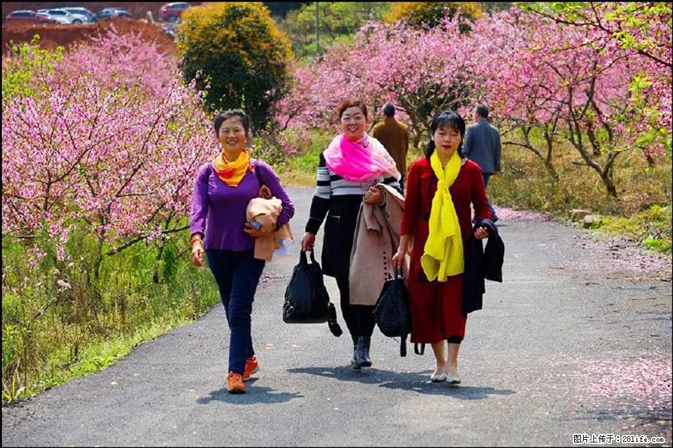 【春天，广西桂林灌阳县向您发出邀请！】官庄村有个醉美的桃花园 - 游山玩水 - 鄢陵生活社区 - 鄢陵28生活网 yanling.28life.com