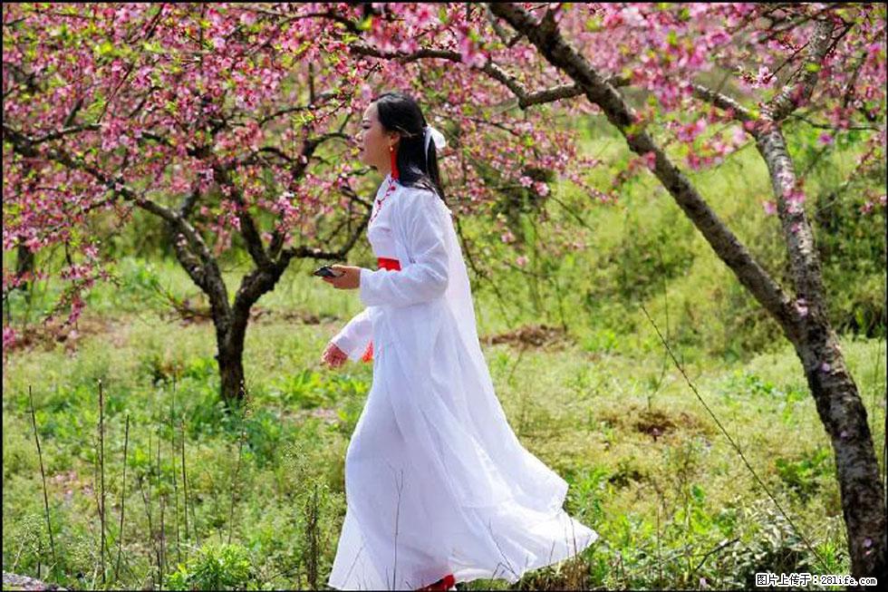 【春天，广西桂林灌阳县向您发出邀请！】官庄村有个醉美的桃花园 - 游山玩水 - 鄢陵生活社区 - 鄢陵28生活网 yanling.28life.com