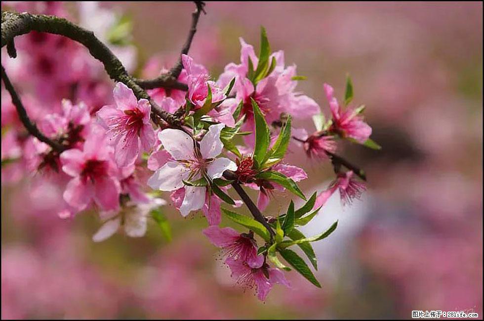 【春天，广西桂林灌阳县向您发出邀请！】官庄村有个醉美的桃花园 - 游山玩水 - 鄢陵生活社区 - 鄢陵28生活网 yanling.28life.com