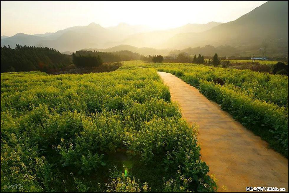 【春天,广西桂林灌阳县向您发出邀请!】长坪村油菜盛情花开 - 游山玩水 - 鄢陵生活社区 - 鄢陵28生活网 yanling.28life.com