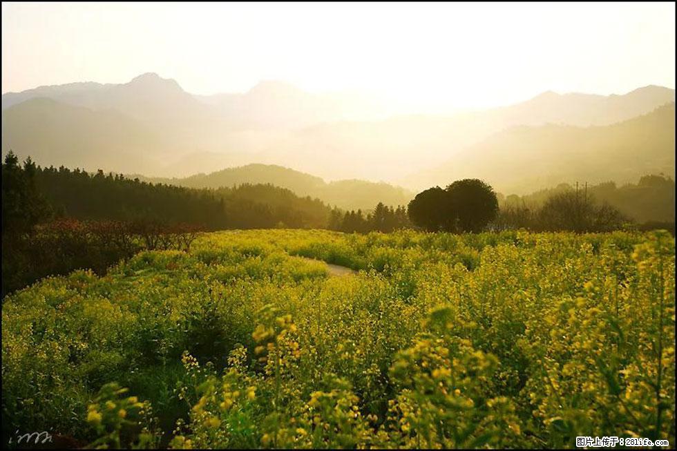 【春天,广西桂林灌阳县向您发出邀请!】长坪村油菜盛情花开 - 游山玩水 - 鄢陵生活社区 - 鄢陵28生活网 yanling.28life.com