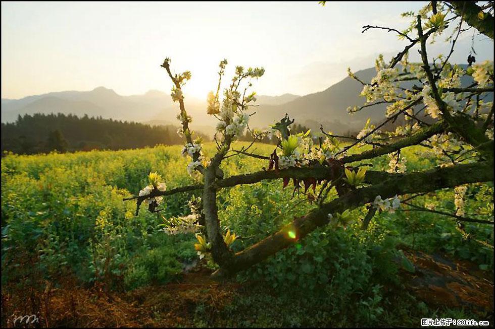 【春天,广西桂林灌阳县向您发出邀请!】长坪村油菜盛情花开 - 游山玩水 - 鄢陵生活社区 - 鄢陵28生活网 yanling.28life.com