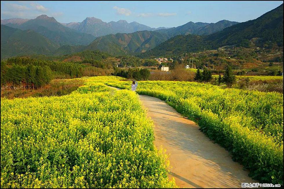 【春天,广西桂林灌阳县向您发出邀请!】长坪村油菜盛情花开 - 游山玩水 - 鄢陵生活社区 - 鄢陵28生活网 yanling.28life.com