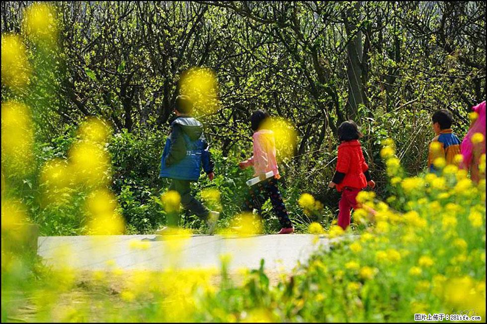 【春天,广西桂林灌阳县向您发出邀请!】长坪村油菜盛情花开 - 游山玩水 - 鄢陵生活社区 - 鄢陵28生活网 yanling.28life.com