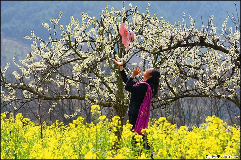 【春天,广西桂林灌阳县向您发出邀请!】长坪村油菜盛情花开 - 游山玩水 - 鄢陵生活社区 - 鄢陵28生活网 yanling.28life.com