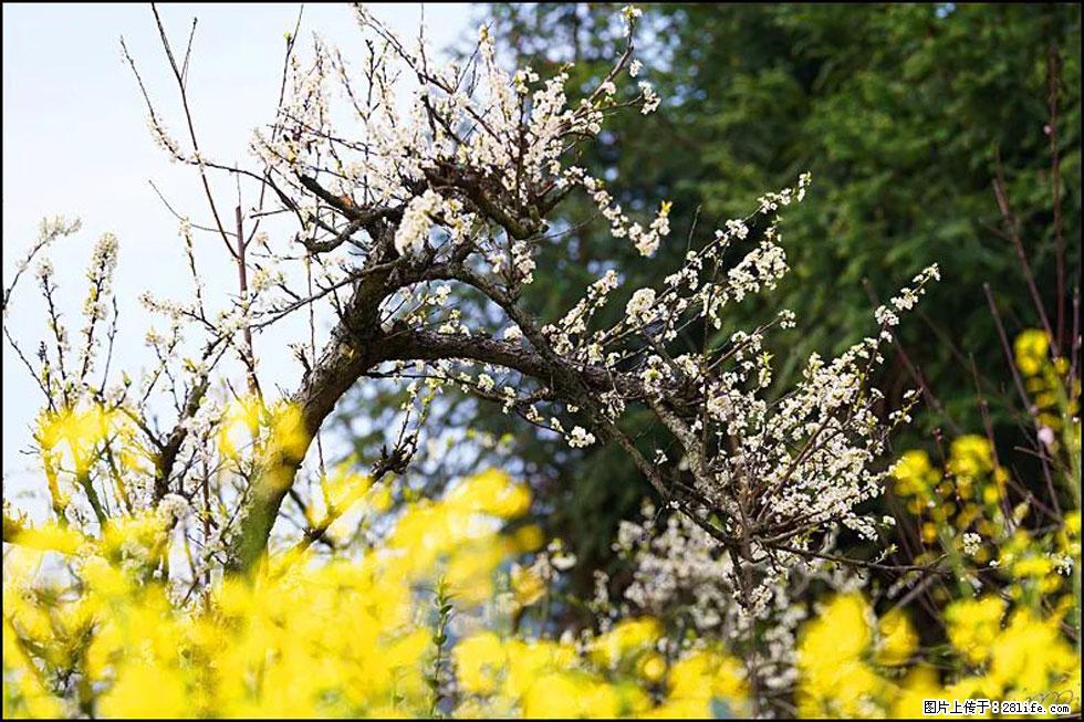 【春天,广西桂林灌阳县向您发出邀请!】长坪村油菜盛情花开 - 游山玩水 - 鄢陵生活社区 - 鄢陵28生活网 yanling.28life.com