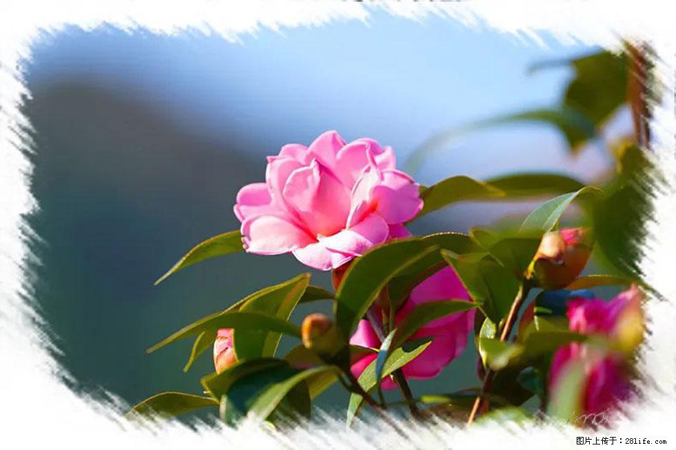 【春天,广西桂林灌阳县向您发出邀请!】杨柳井茶花惹人爱 - 游山玩水 - 鄢陵生活社区 - 鄢陵28生活网 yanling.28life.com