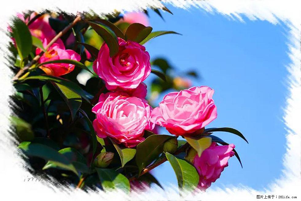 【春天,广西桂林灌阳县向您发出邀请!】杨柳井茶花惹人爱 - 游山玩水 - 鄢陵生活社区 - 鄢陵28生活网 yanling.28life.com