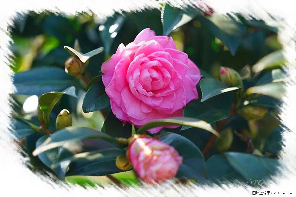 【春天,广西桂林灌阳县向您发出邀请!】杨柳井茶花惹人爱 - 游山玩水 - 鄢陵生活社区 - 鄢陵28生活网 yanling.28life.com