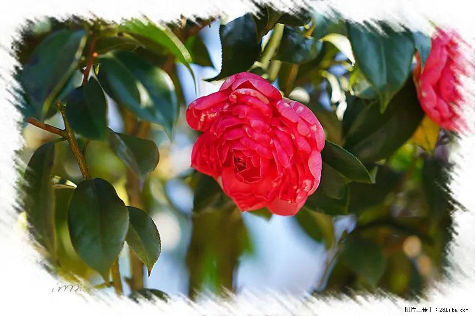 【春天,广西桂林灌阳县向您发出邀请!】杨柳井茶花惹人爱 - 游山玩水 - 鄢陵生活社区 - 鄢陵28生活网 yanling.28life.com