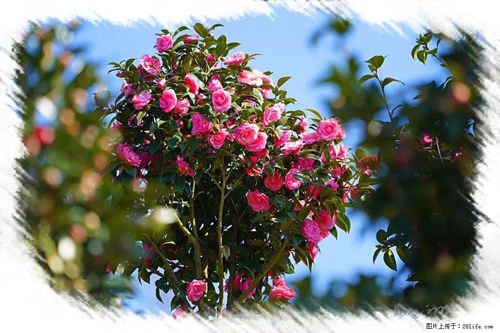 【春天,广西桂林灌阳县向您发出邀请!】杨柳井茶花惹人爱 - 游山玩水 - 鄢陵生活社区 - 鄢陵28生活网 yanling.28life.com