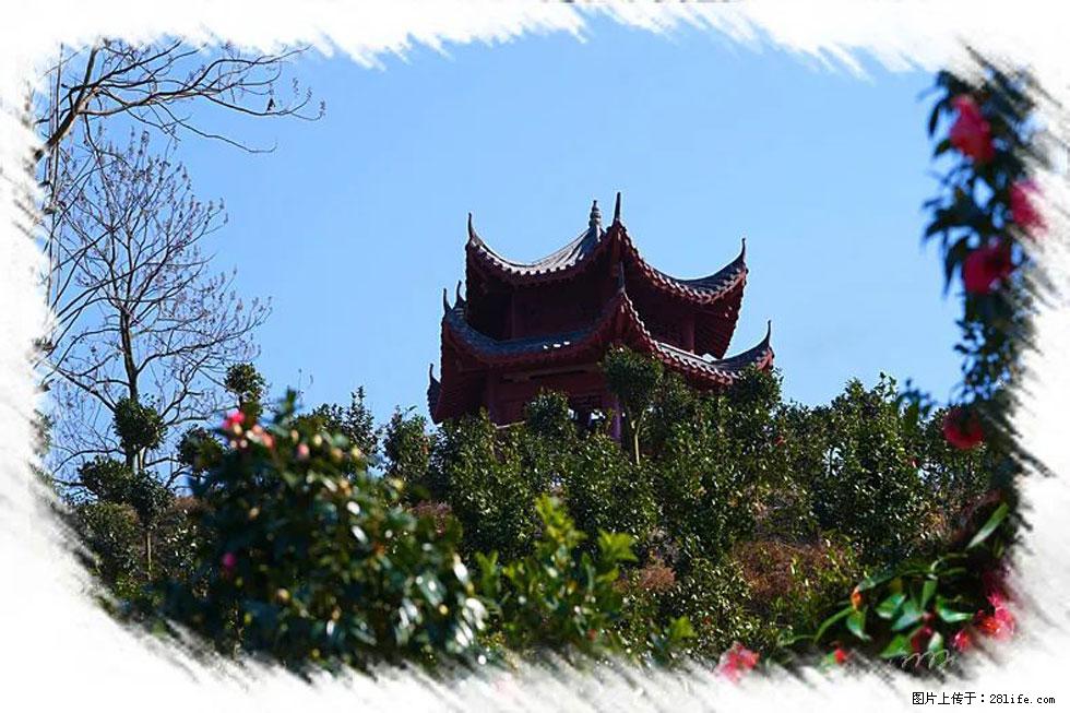 【春天,广西桂林灌阳县向您发出邀请!】杨柳井茶花惹人爱 - 游山玩水 - 鄢陵生活社区 - 鄢陵28生活网 yanling.28life.com