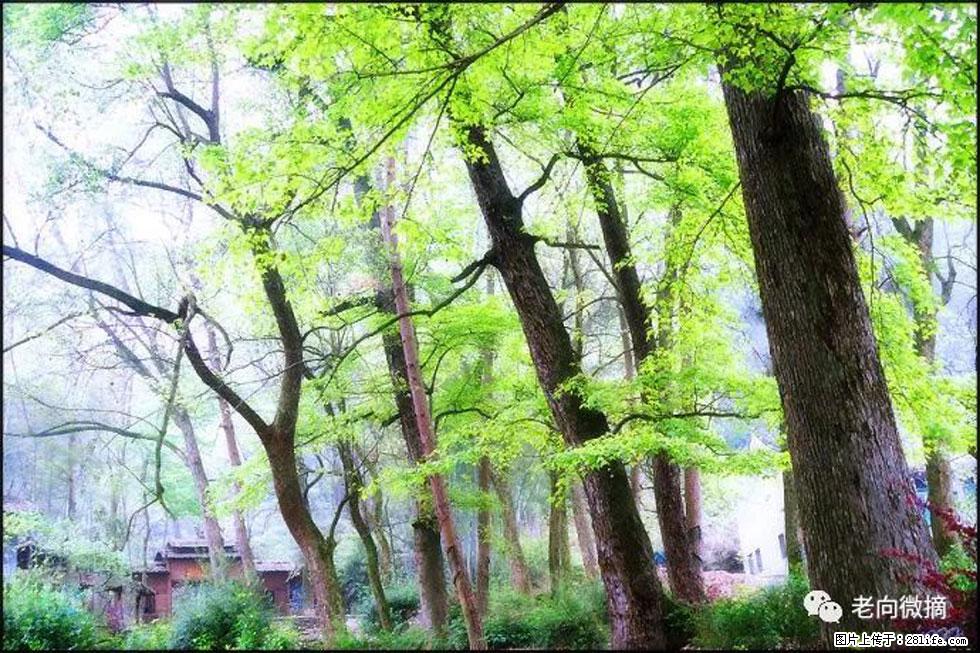 【春天,广西桂林灌阳县向您发出邀请!】在小龙村与春天约会 - 游山玩水 - 鄢陵生活社区 - 鄢陵28生活网 yanling.28life.com