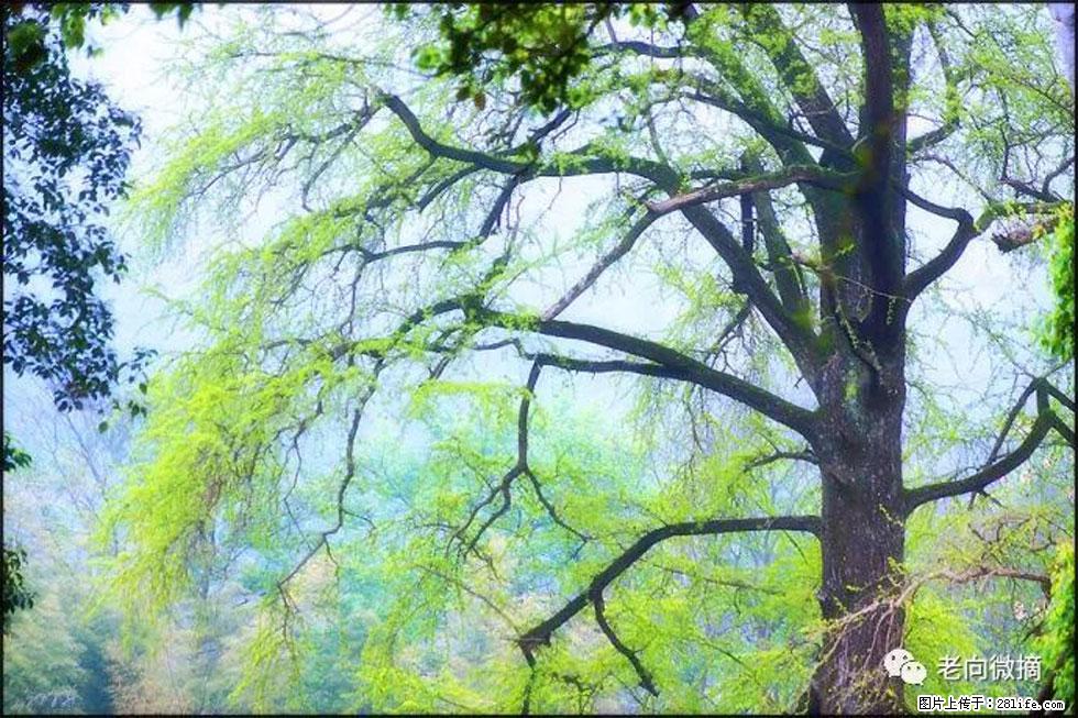 【春天,广西桂林灌阳县向您发出邀请!】在小龙村与春天约会 - 游山玩水 - 鄢陵生活社区 - 鄢陵28生活网 yanling.28life.com