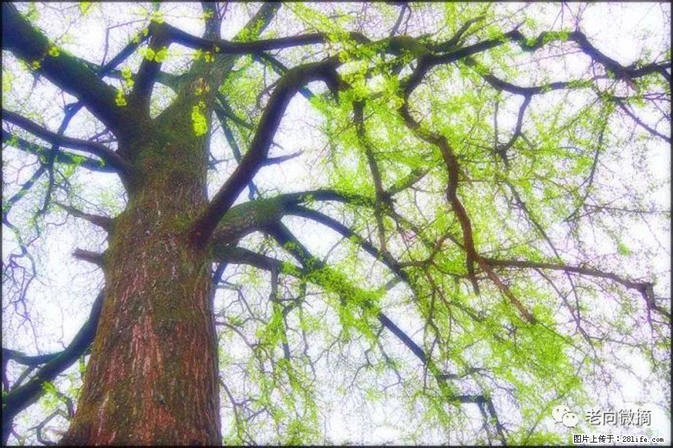 【春天,广西桂林灌阳县向您发出邀请!】在小龙村与春天约会 - 游山玩水 - 鄢陵生活社区 - 鄢陵28生活网 yanling.28life.com