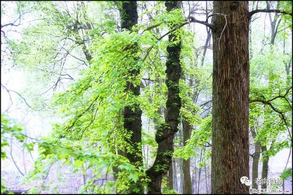 【春天,广西桂林灌阳县向您发出邀请!】在小龙村与春天约会 - 游山玩水 - 鄢陵生活社区 - 鄢陵28生活网 yanling.28life.com