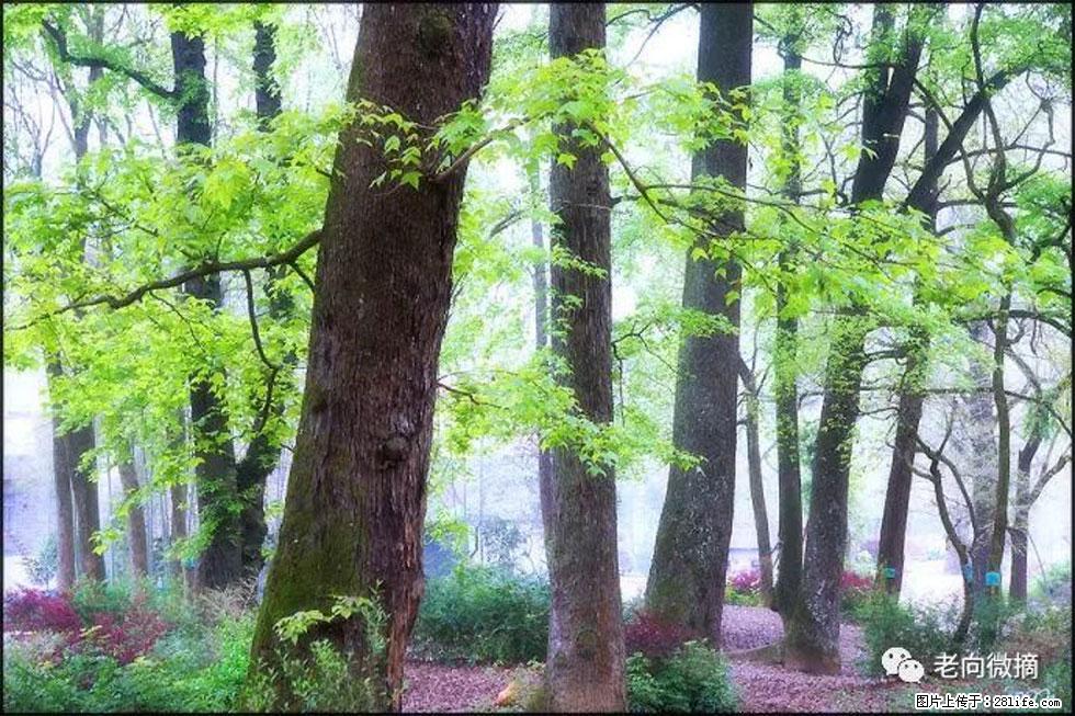 【春天,广西桂林灌阳县向您发出邀请!】在小龙村与春天约会 - 游山玩水 - 鄢陵生活社区 - 鄢陵28生活网 yanling.28life.com