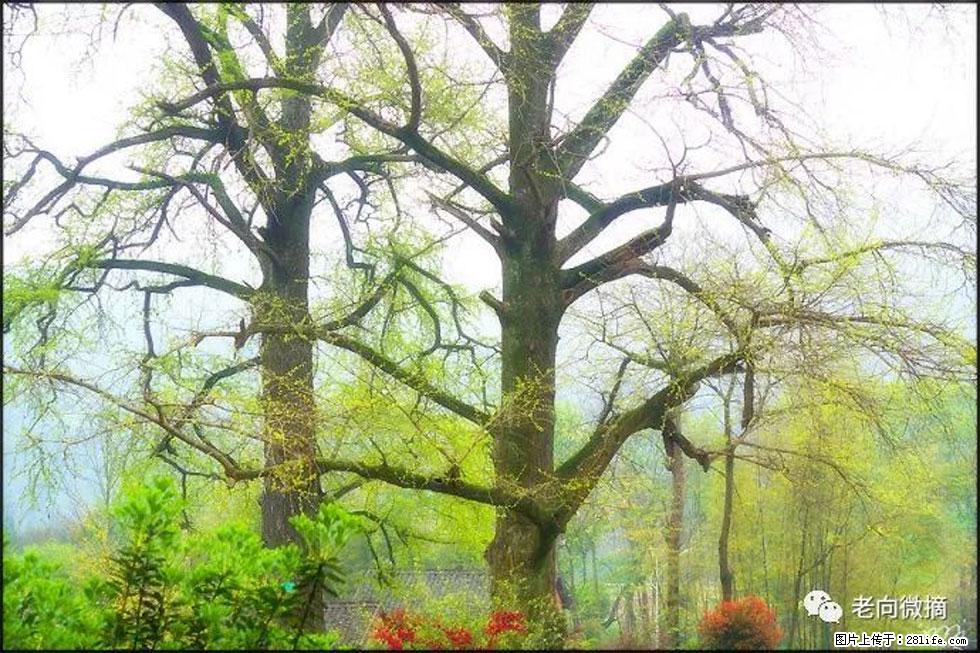 【春天,广西桂林灌阳县向您发出邀请!】在小龙村与春天约会 - 游山玩水 - 鄢陵生活社区 - 鄢陵28生活网 yanling.28life.com