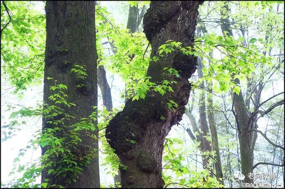 【春天,广西桂林灌阳县向您发出邀请!】在小龙村与春天约会 - 游山玩水 - 鄢陵生活社区 - 鄢陵28生活网 yanling.28life.com