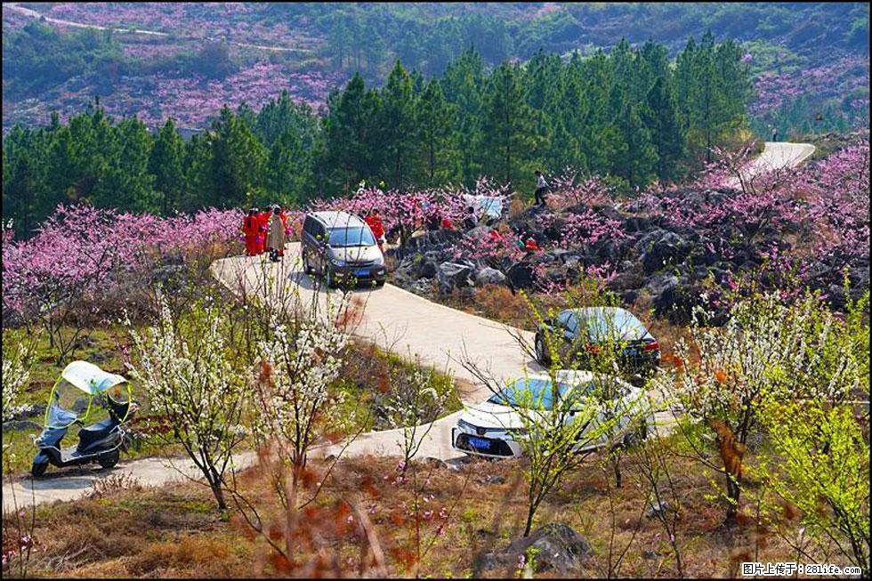 【春天,广西桂林灌阳县向您发出邀请!】望月岭上桃花开 - 游山玩水 - 鄢陵生活社区 - 鄢陵28生活网 yanling.28life.com