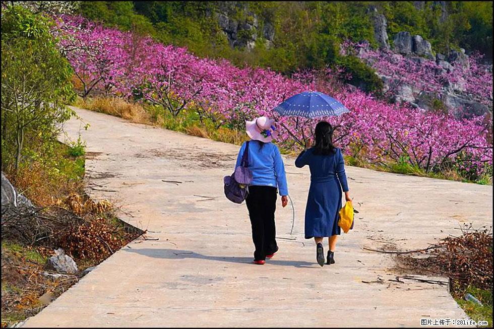【春天,广西桂林灌阳县向您发出邀请!】望月岭上桃花开 - 游山玩水 - 鄢陵生活社区 - 鄢陵28生活网 yanling.28life.com