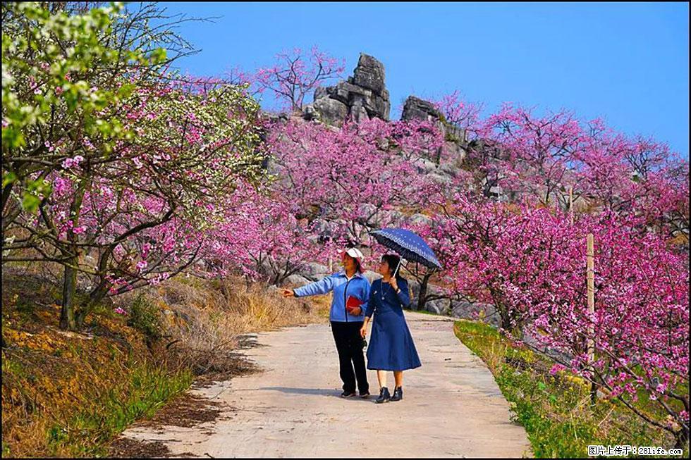 【春天,广西桂林灌阳县向您发出邀请!】望月岭上桃花开 - 游山玩水 - 鄢陵生活社区 - 鄢陵28生活网 yanling.28life.com