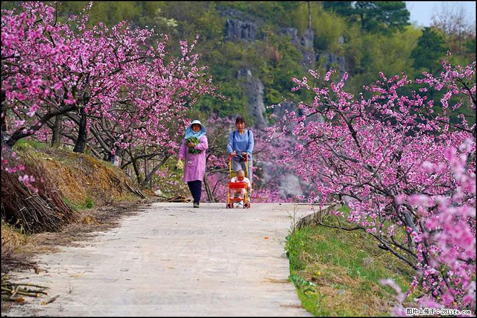 【春天,广西桂林灌阳县向您发出邀请!】望月岭上桃花开 - 游山玩水 - 鄢陵生活社区 - 鄢陵28生活网 yanling.28life.com