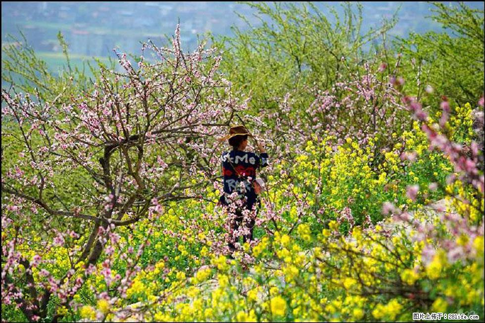 【春天,广西桂林灌阳县向您发出邀请!】望月岭上桃花开 - 游山玩水 - 鄢陵生活社区 - 鄢陵28生活网 yanling.28life.com