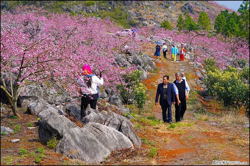 【春天,广西桂林灌阳县向您发出邀请!】望月岭上桃花开 - 游山玩水 - 鄢陵生活社区 - 鄢陵28生活网 yanling.28life.com