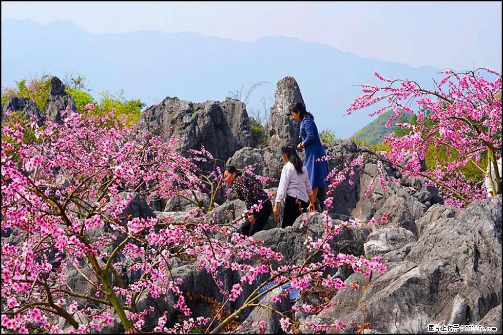 【春天,广西桂林灌阳县向您发出邀请!】望月岭上桃花开 - 游山玩水 - 鄢陵生活社区 - 鄢陵28生活网 yanling.28life.com