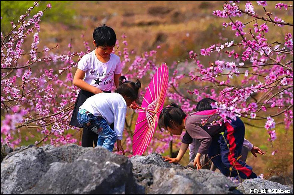 【春天,广西桂林灌阳县向您发出邀请!】望月岭上桃花开 - 游山玩水 - 鄢陵生活社区 - 鄢陵28生活网 yanling.28life.com
