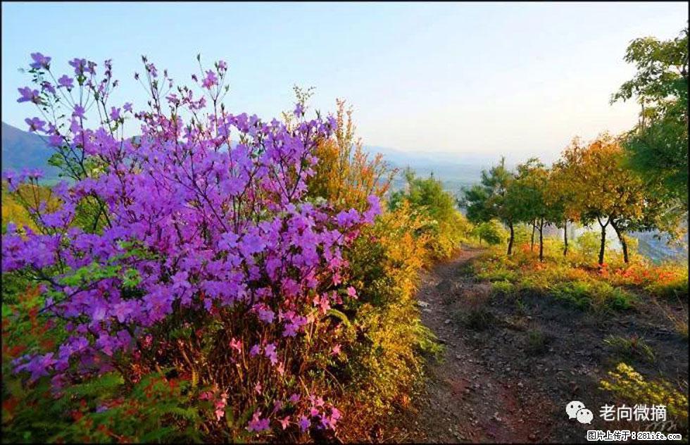 【春天,广西桂林灌阳县向您发出邀请!】登麒麟山,相约映山红 - 游山玩水 - 鄢陵生活社区 - 鄢陵28生活网 yanling.28life.com
