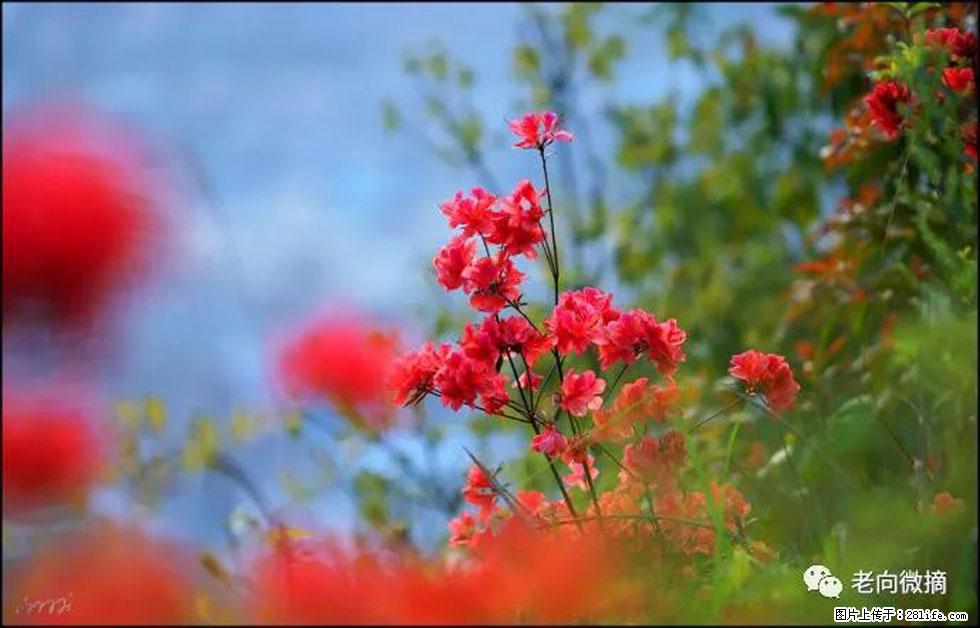 【春天,广西桂林灌阳县向您发出邀请!】登麒麟山,相约映山红 - 游山玩水 - 鄢陵生活社区 - 鄢陵28生活网 yanling.28life.com