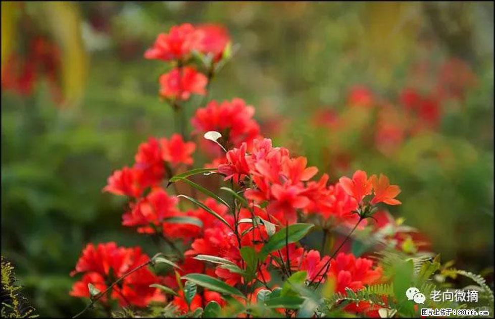 【春天,广西桂林灌阳县向您发出邀请!】登麒麟山,相约映山红 - 游山玩水 - 鄢陵生活社区 - 鄢陵28生活网 yanling.28life.com