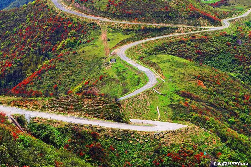 【春天,广西桂林灌阳县向您发出邀请!】春木界上映山红 - 游山玩水 - 鄢陵生活社区 - 鄢陵28生活网 yanling.28life.com