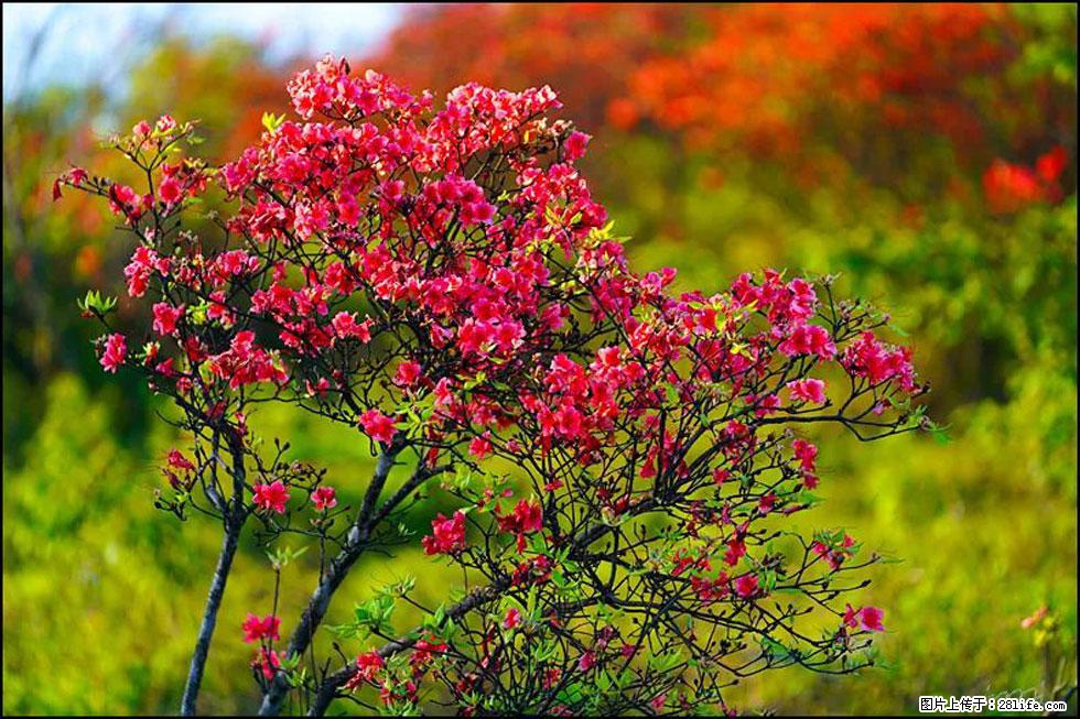 【春天,广西桂林灌阳县向您发出邀请!】春木界上映山红 - 游山玩水 - 鄢陵生活社区 - 鄢陵28生活网 yanling.28life.com