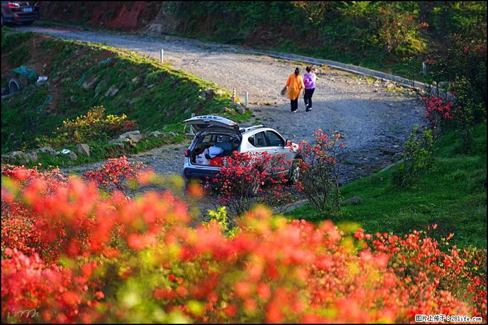 【春天,广西桂林灌阳县向您发出邀请!】春木界上映山红 - 游山玩水 - 鄢陵生活社区 - 鄢陵28生活网 yanling.28life.com