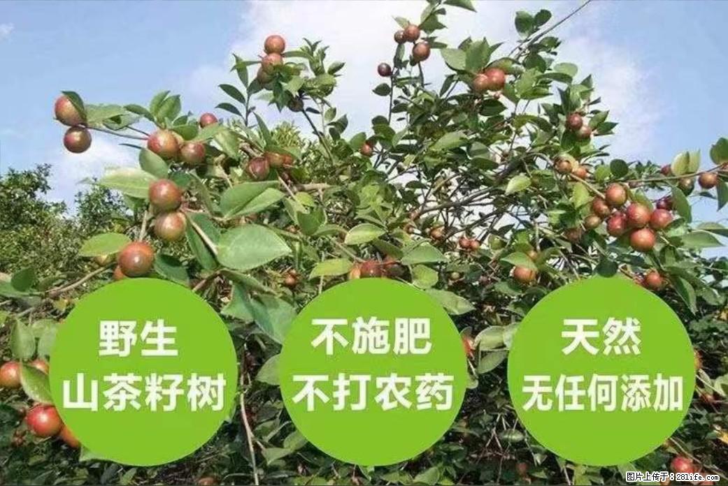 【灌阳县油茶产业示范区】一个有着充实的精神生活的人，对待身外之物自会有一种淡泊的态度 - 美食天地 - 鄢陵生活社区 - 鄢陵28生活网 yanling.28life.com